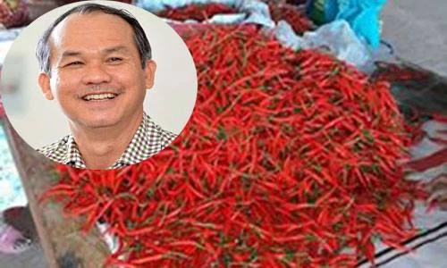 Hình ảnh vườn ớt "hớt" 30 tỷ/tháng của bầu Đức