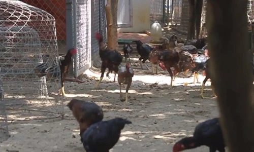 "Đột nhập" trang trại gà chọi "khủng", giá trăm triệu/đôi ở Hà Nội