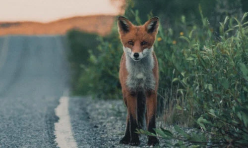 Đẹp tuyệt mỹ ảnh động vật trong rừng Scandinavia