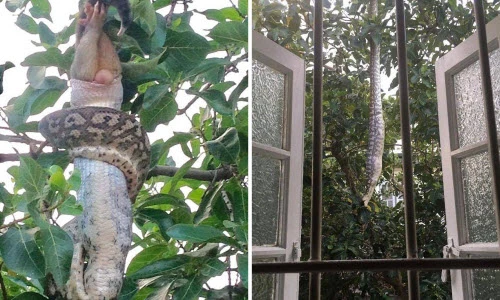 Chết khiếp cảnh trăn khổng lồ nuốt thú có túi trong vườn nhà