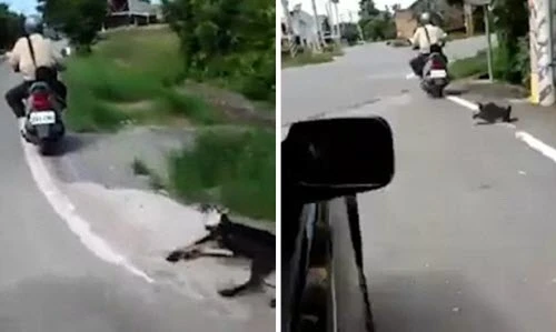 Cảnh kéo chó trên đường gây phẫn nộ ở Đài Loan