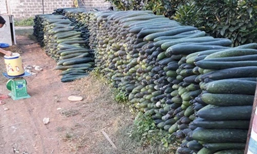 Bí xanh rớt giá thê thảm, xếp chồng chất chờ người mua