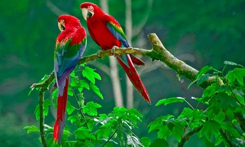 Độc lạ trang trại chim quý tộc tiền tỷ giữa Hà Nội