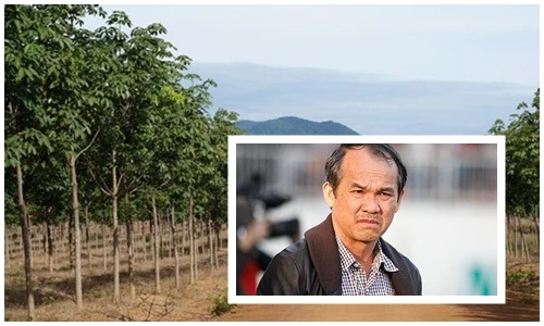 Bầu Đức có nông trường gì gần đập thủy điện bị vỡ?