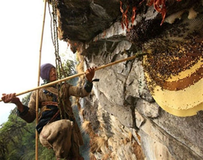 Gian nan nghề săn mật ong trên đỉnh thế giới