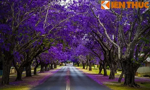 Giới trẻ Việt mê mẩn con đường hoa tím ở xứ sở Kangaroo