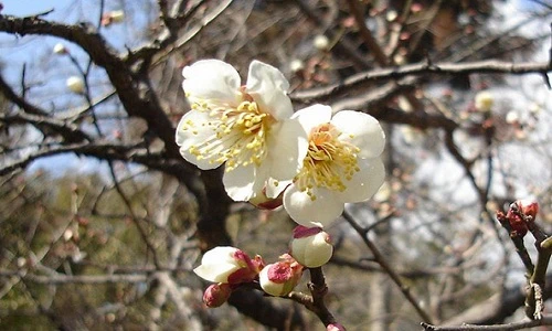 Đã mắt ngắm 12 loại hoa mai tuyệt đẹp trưng Tết