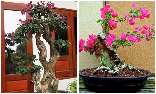 Mãn nhãn loạt bonsai hoa giấy đẹp hút hồn
