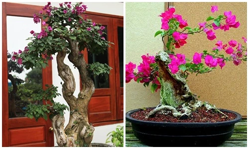 Mãn nhãn loạt bonsai hoa giấy đẹp hút hồn