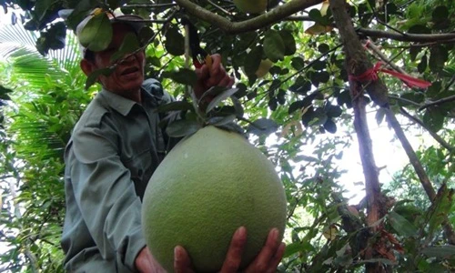 Ngắm vườn "bưởi thúng" giá bạc triệu/quả ở miền Tây