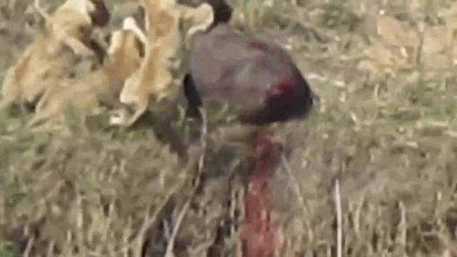 Video: “Lật kèo” ở phút chót, trâu rừng kéo sư tử xuống vực