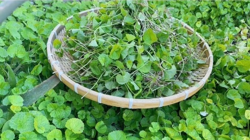 Loại rau dại xưa nhổ vứt đi nay hái bán là “hốt bạc“