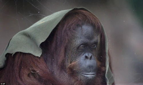 Ám ảnh hình ảnh của những con thú sắp bị bỏ rơi