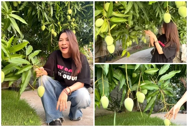 “Mục sở thị” cây xoài hơn 500 trái trong vườn nhà Mỹ Tâm 