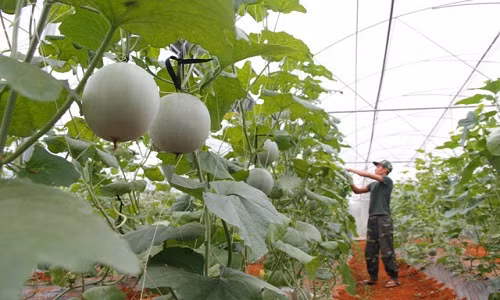 Phục lăn những vườn dưa lưới bạc tỷ của các hotboy Việt