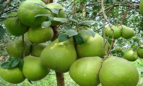 Ngắm vườn bưởi Tân Triều 1,7 triệu/trái vẫn “cháy hàng“