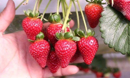 Đột nhập vườn dâu tây thủy canh đẹp nhất Đà Lạt