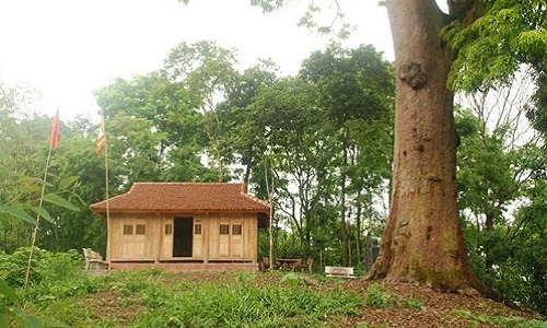 Cận cảnh "cụ" lim quý hiếm hơn 1.000 tuổi cao 45 mét