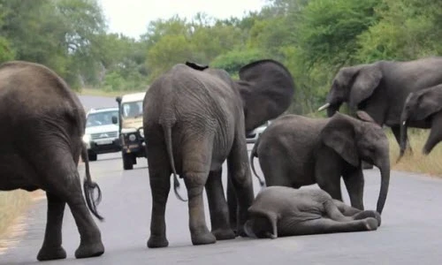Cảm động cảnh cả bầy cứu voi con ngã quỵ trên đường