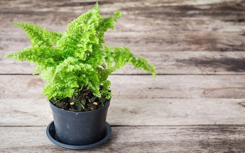 Ngắm bonsai đẹp mỹ miều lên đời từ “cỏ dại“