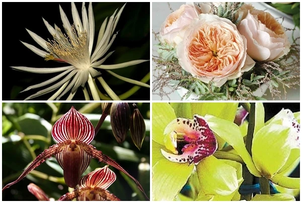 Sửng sốt 10 loài hoa đắt nhất hành tinh, giá ngang biệt thự 