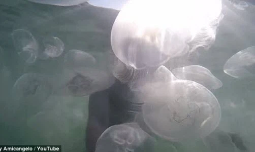 Trai trẻ bơi cùng hàng nghìn sứa mặt trăng ngoài khơi