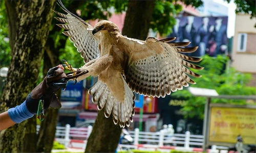 Tận mắt chim đại bàng bay lượn giữa phố Hà Nội