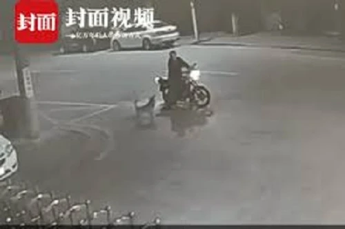 Video: Dừng xe 'cãi nhau' với chó suốt nửa tiếng