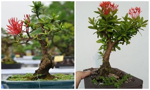 Bộ sưu tập bonsai mẫu đơn độc lạ, đẹp hút mắt