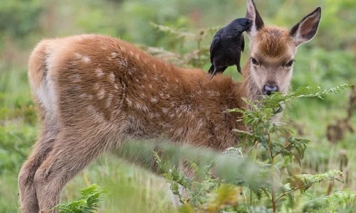 Chuyện lạ: Quạ đen miệt mài bắt rận cho hươu con