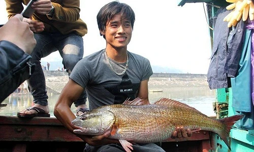 Tận mắt cá sủ vàng 8kg ở Nghệ An, 900 triệu chưa bán