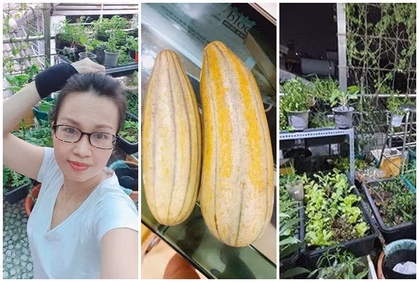 Mãn nhãn khu vườn xanh mướt trên sân thượng nhà Cẩm Ly