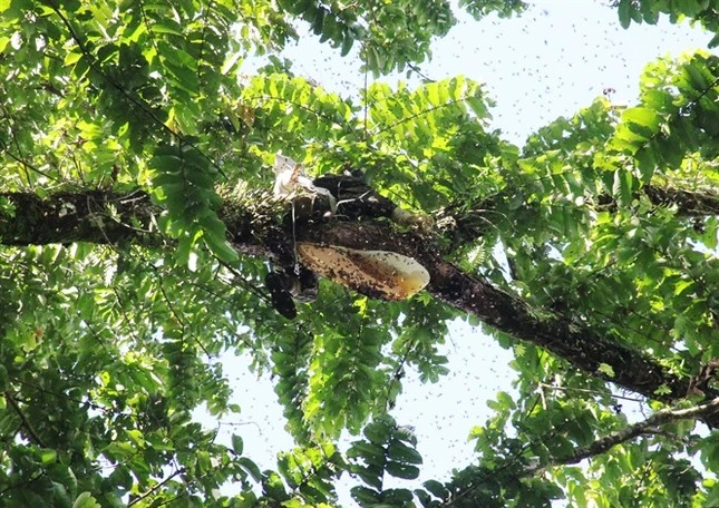 “Thót tim” xem cao thủ săn mật ong rừng “hái ra tiền“