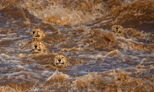 Ảnh động vật: Đàn báo đốm chống chọi với lũ quét ở châu Phi