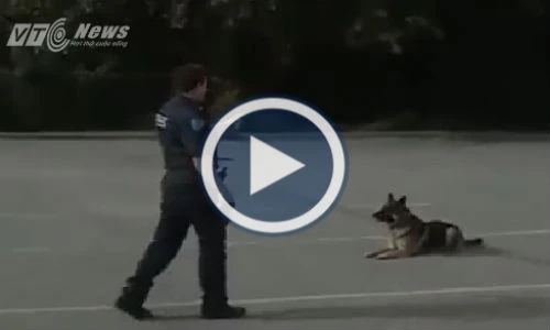 Video: Chó nghiệp vụ diễn tập thông minh