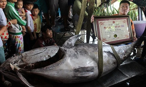 Cận cảnh cá ngừ vây xanh lớn nhất Việt Nam giá 55 triệu