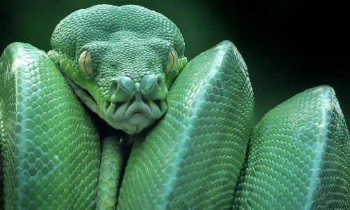 Ảnh động vật tuần: Trăn khổng lồ cuộn tròn rình mồi