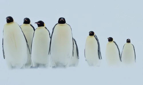 Ấn tượng cảnh chim cánh cụt xích gần nhau trong bão tuyết