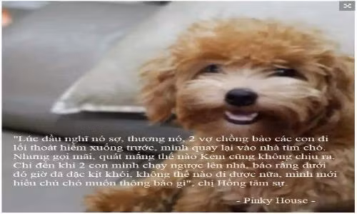 Chú chó cứu 6 người cháy chung cư Carina giờ ra sao?