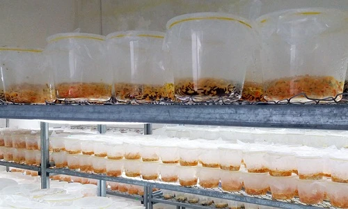 Bên trong trại đông trùng hạ thảo nuôi cấy ở miền Tây