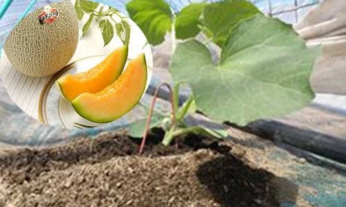 Người Nhật trồng dưa lưới đắt bằng cả xe hơi thế nào?