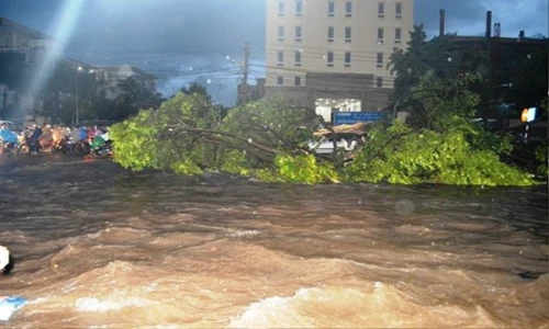 Cây xanh khổng lồ trôi lềnh bềnh giữa phố Buôn Ma Thuột