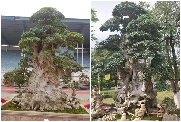 Ngắm duối cổ 1.000 năm giá 7 tỷ khiến đại gia “si mê“