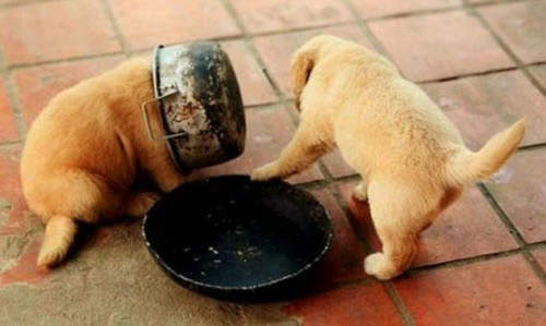 Khoảnh khắc không đỡ nổi của những cún cưng siêu quậy