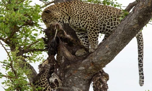 Kinh hãi cảnh báo đốm đực ăn thịt bạn tình