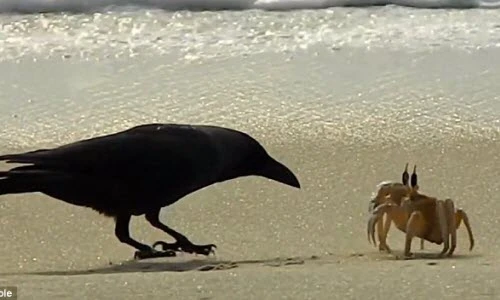 Kịch tính cảnh cua đơn độc chiến đấu với cặp đôi quạ