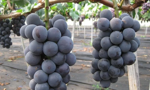 Mướt mắt vườn nho đen sai trĩu quả ở Hàn Quốc