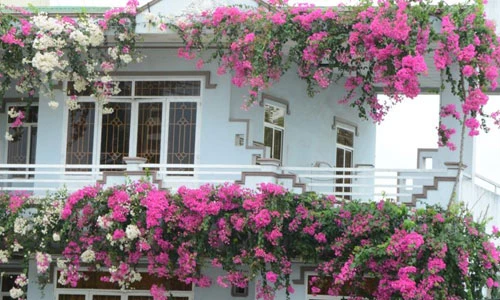 Ngẩn ngơ ngôi nhà 3 tầng ngập sắc hoa giấy Singapore ở Quảng Ngãi