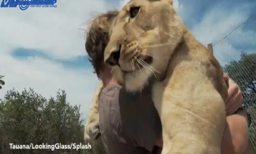 Tình bạn kỳ diệu khó tin giữa người và sư tử