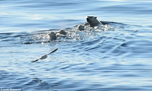 Nín thở xem gấu Bắc Cực mẹ dẫn đàn con bơi vượt biển